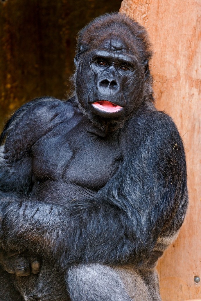 Горилла самец Shabani