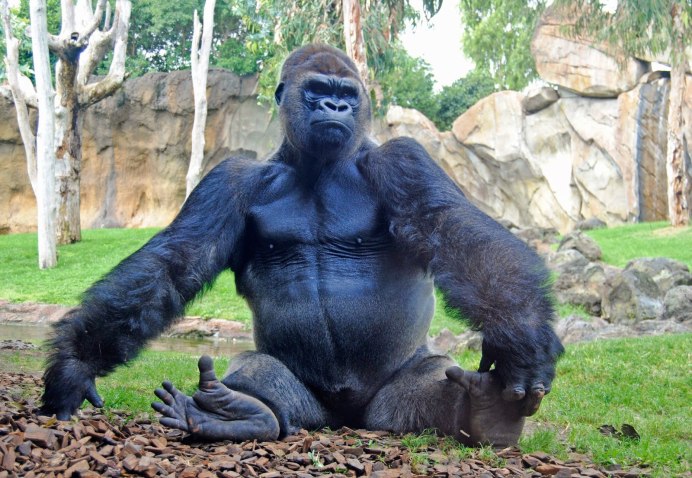 ВАЛАКАС горилла