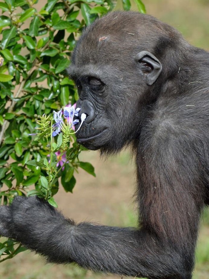 Обезьяна без шерсти