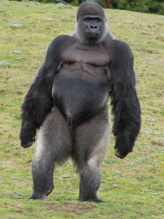 Агрессивная горилла