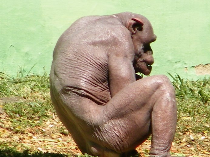 Страшная горилла