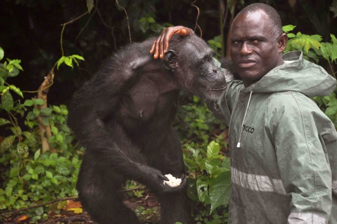 Альфа самец гориллы качок