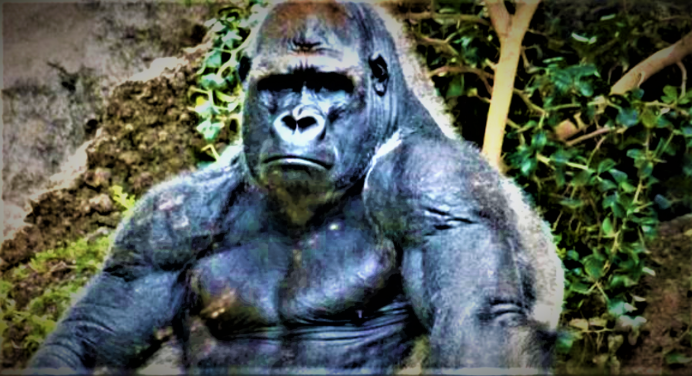 Западная Береговая горилла