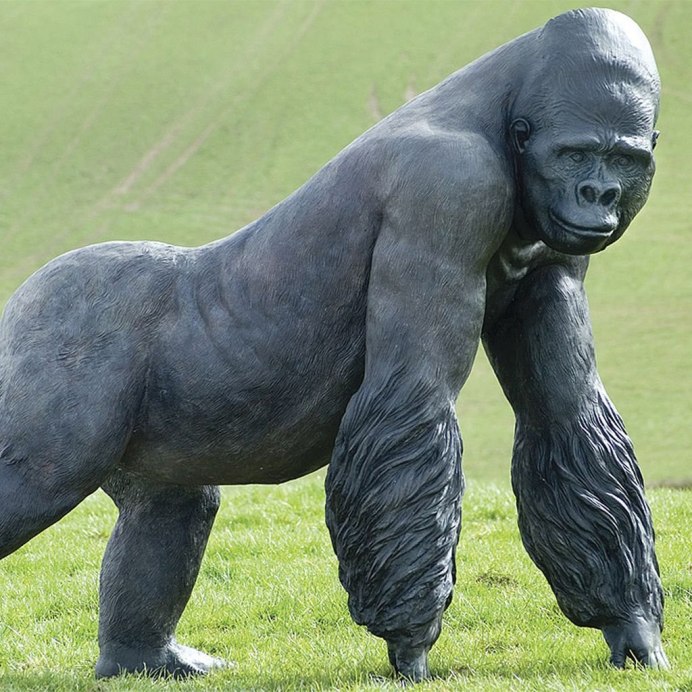 Лысеющая обезьяна