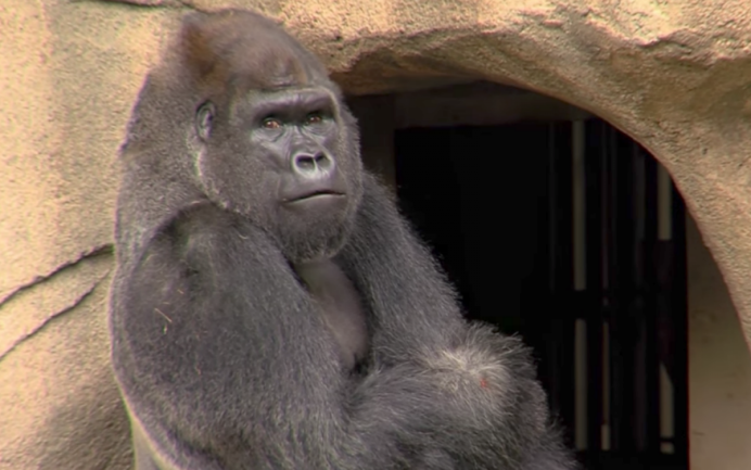 Горилла без шерсти