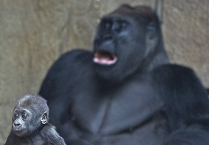 Лысая горилла курит