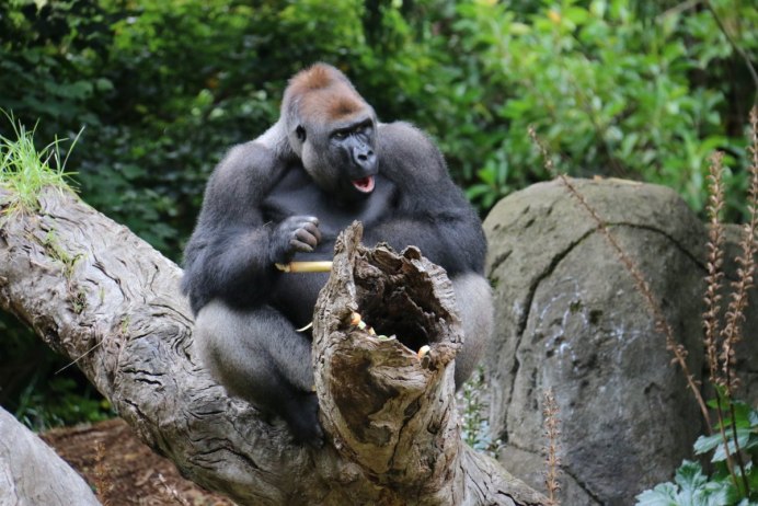 Горилла селфи