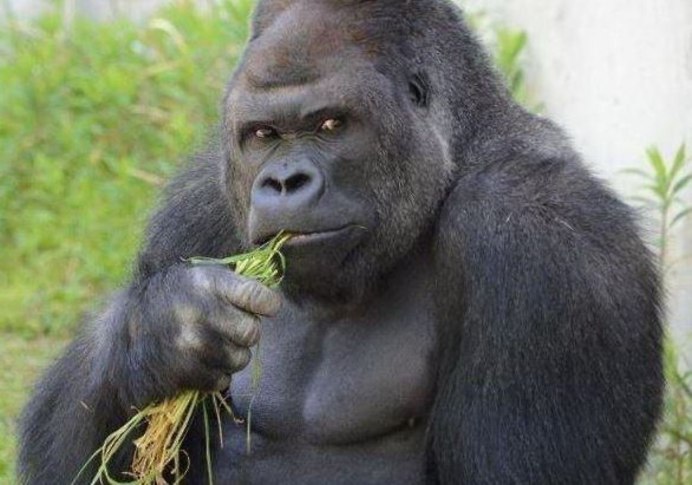 Мускулистая горилла