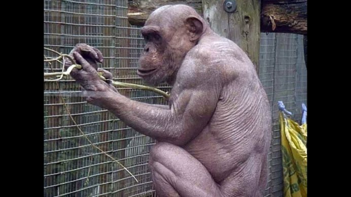 Очко гориллы