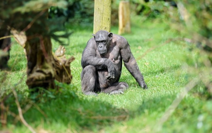 Белая лысая горилла