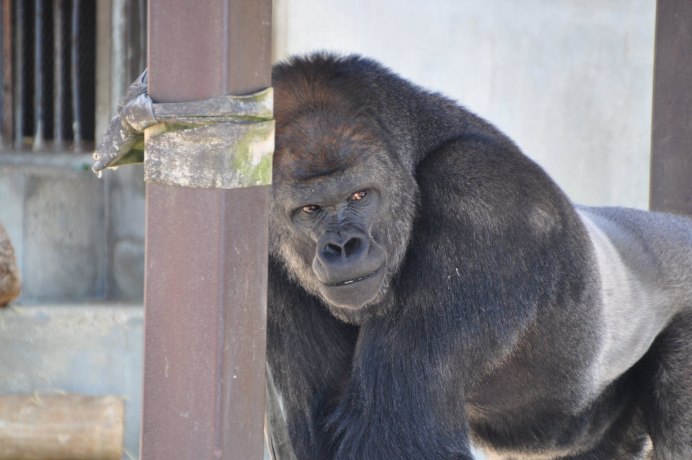 Лысая шимпанзе