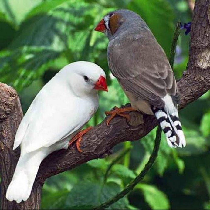 Австралийский Воробей амадин