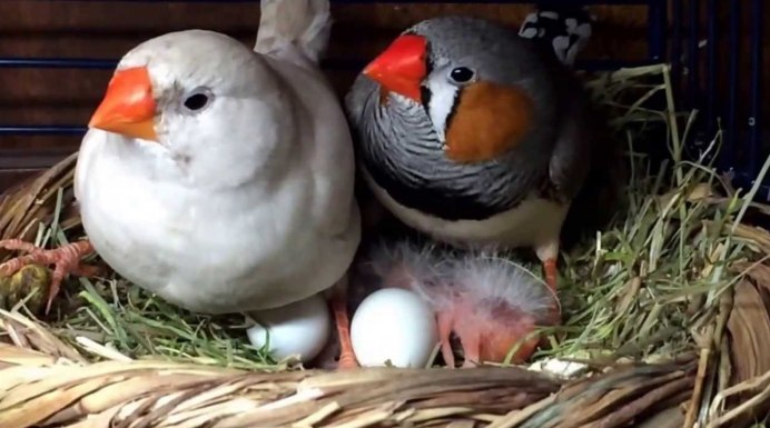 Амадина зебровая птенцы