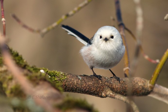 Белый голубь