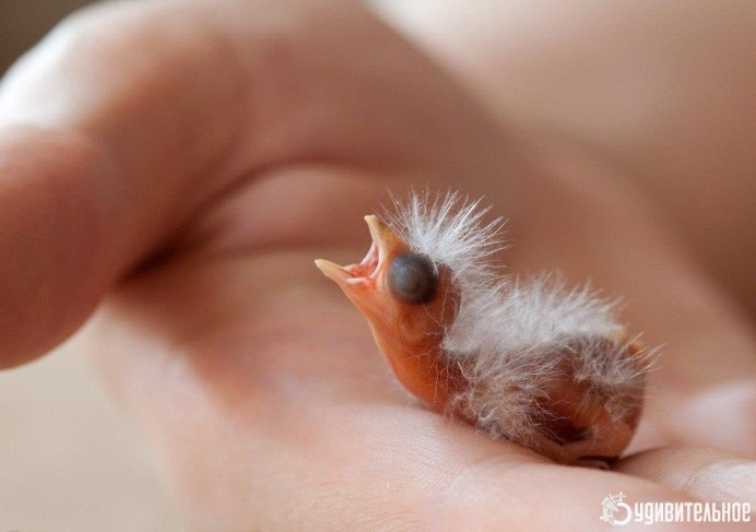 Гавайская цветочница птица