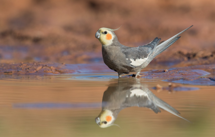 Соловей синий (Luscinia cyane).