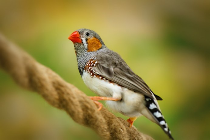 Зебровые амадины