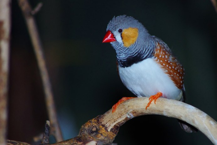 Зебровая амадина(Taeniopygia guttata)