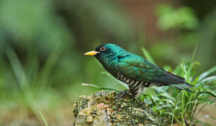 Лазоревка князек