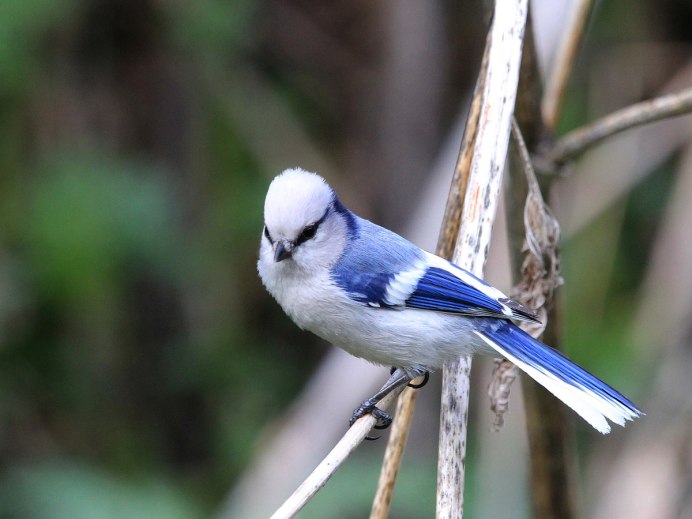 Голубиная туса