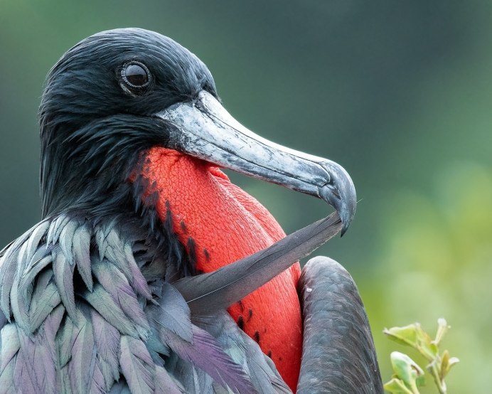 Падальщик Фламинго