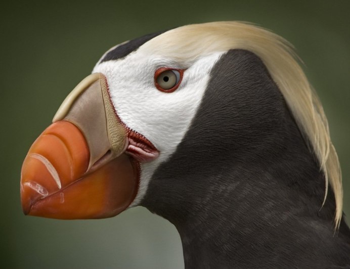 Тукан анфас