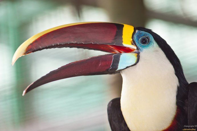 Разные клювы у птиц