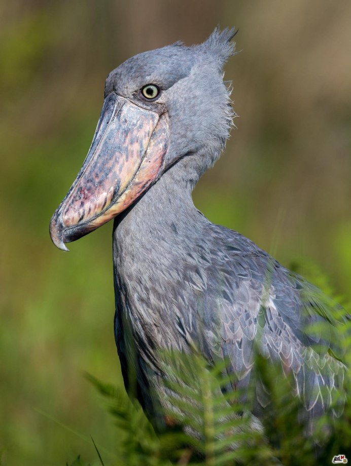 Нелетающая птица с хохолком