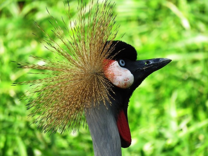 Цапля китоглав