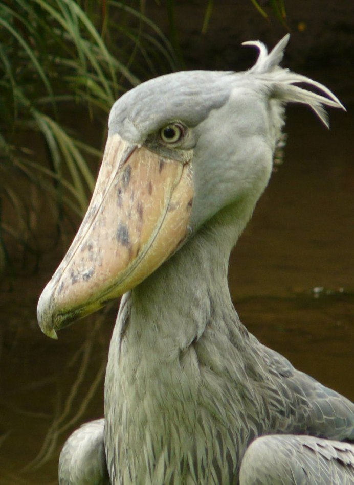 Цапля китоглав