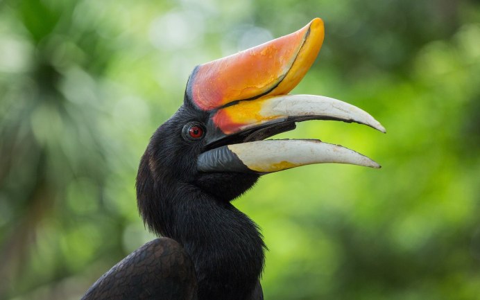 Птица с длинным носиком