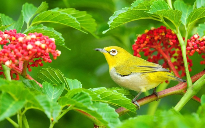 Лето природа птицы