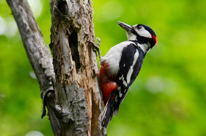 Каменный Глухарь (Tetrao parvirostris)