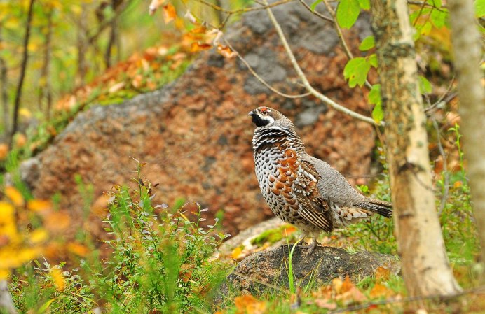 Лесные птицы Снегирь