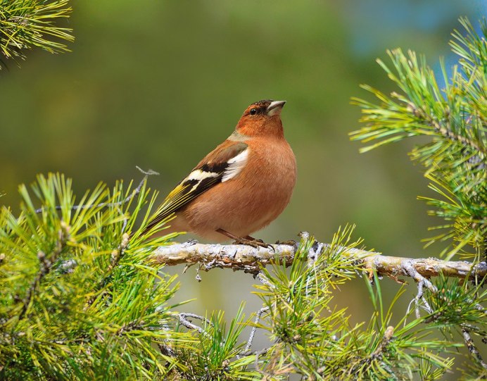 Зяблик весной