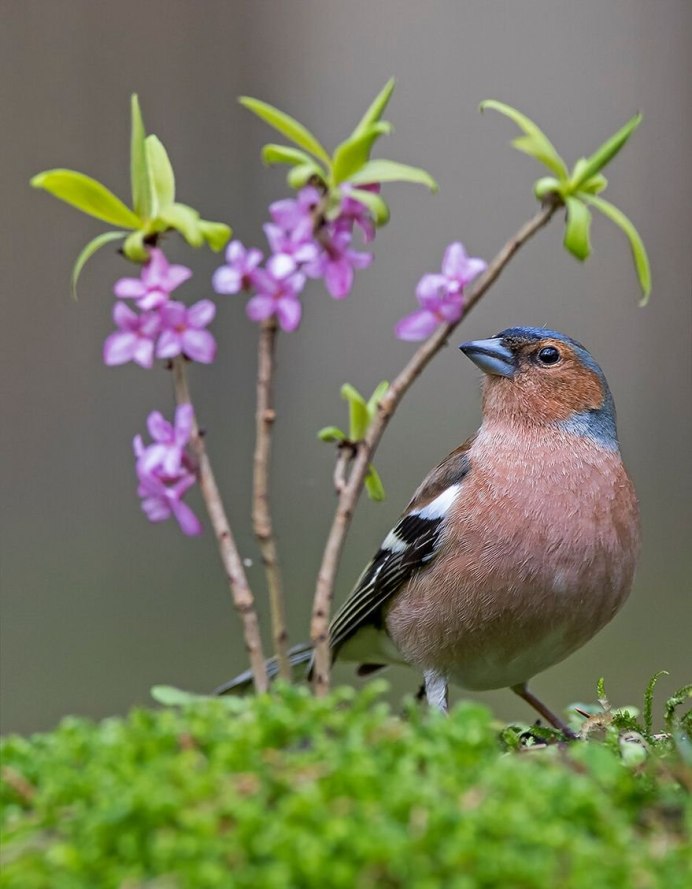 Обыкновенный Зяблик
