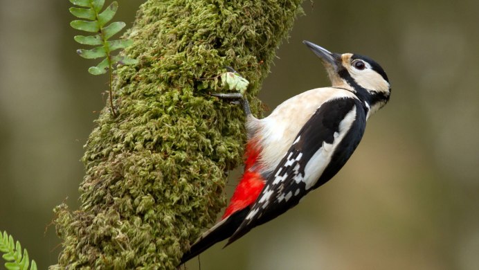 Сойка обыкновенная