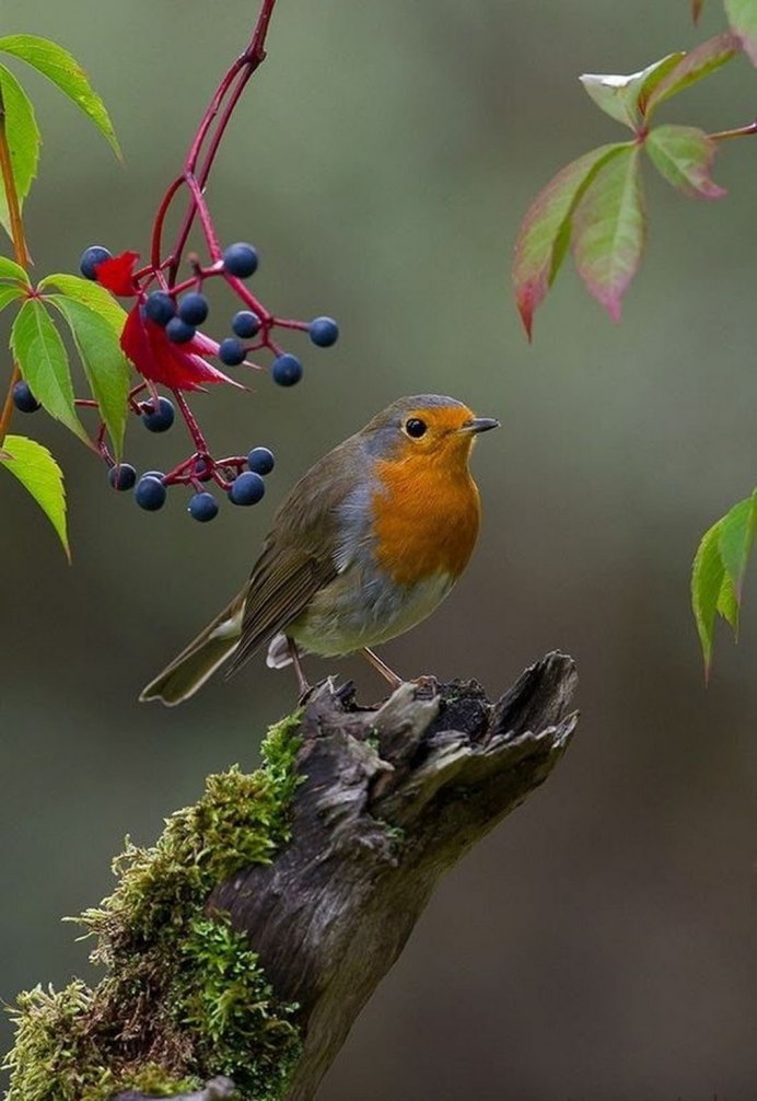 Рябчик обыкновенный
