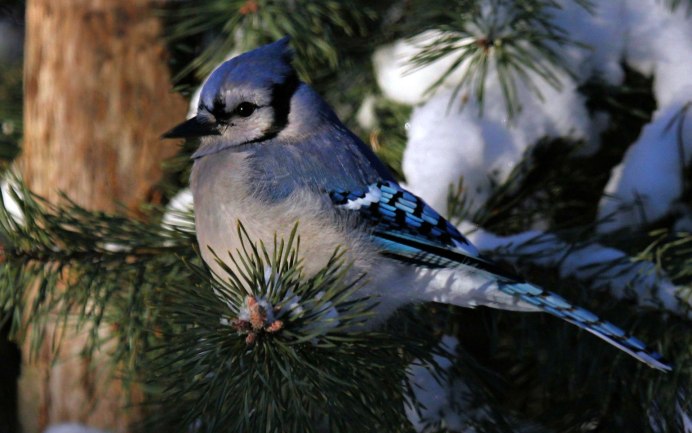 Птицы осенью