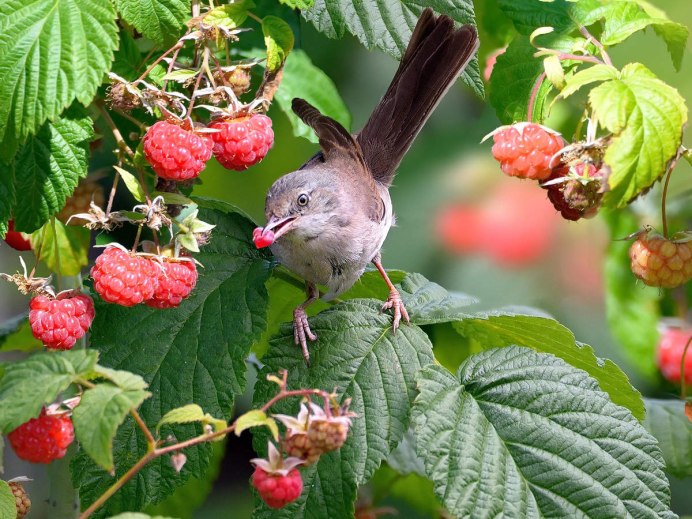 Клест еловик и Сосновик