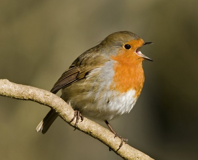 Robin Зарянка