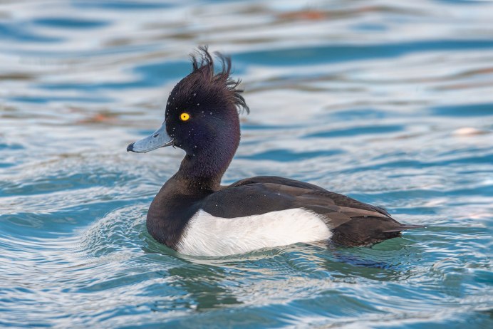 Хохлатый Баклан Phalacrocorax Aristotelis