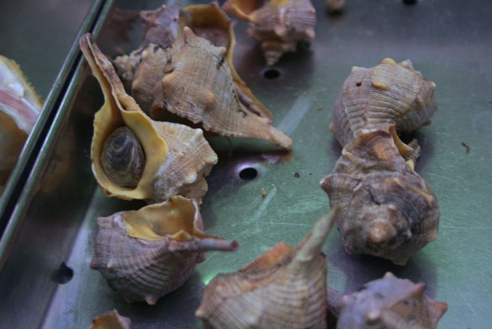 Морские раковины Murex Chicoreus