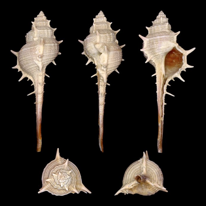 Chicoreus palmarosae