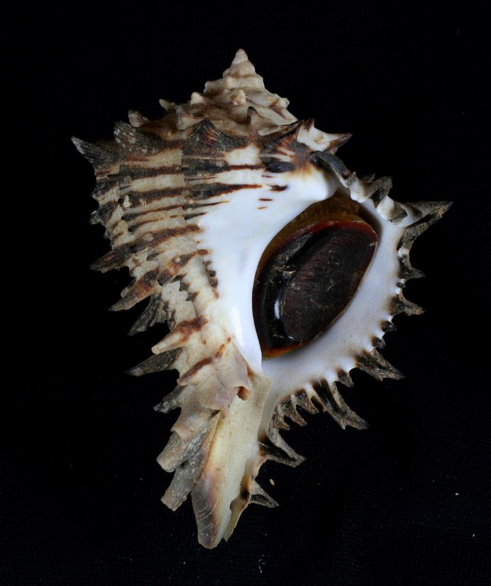 Murex trunculus