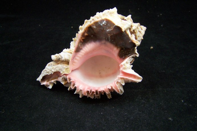 Nucella lapillus