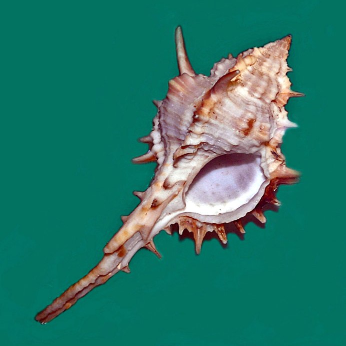 Морская раковина Мурекс Рамозус