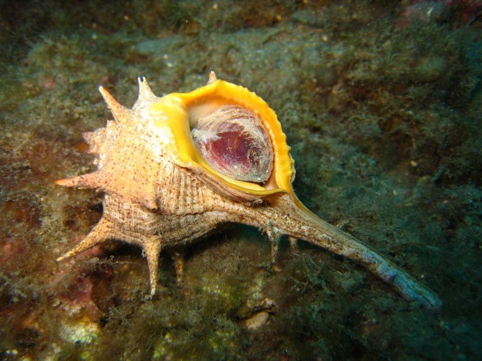 Chicoreus palmarosae