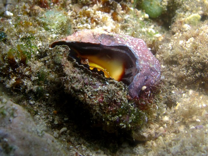 Murex Brandaris