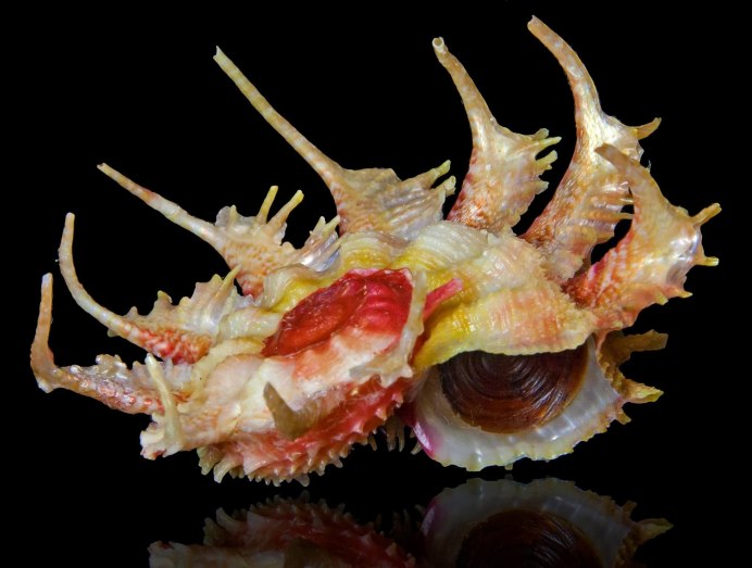 Hexaplex cichoreum